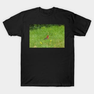 Crimson Rosella Collecting Dandelion T-Shirt